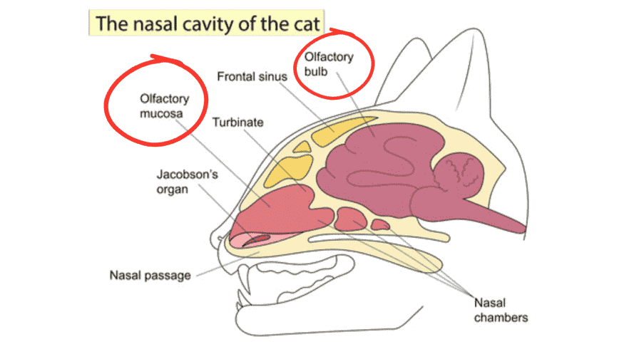 Drawing of the nasal cavity of a cat