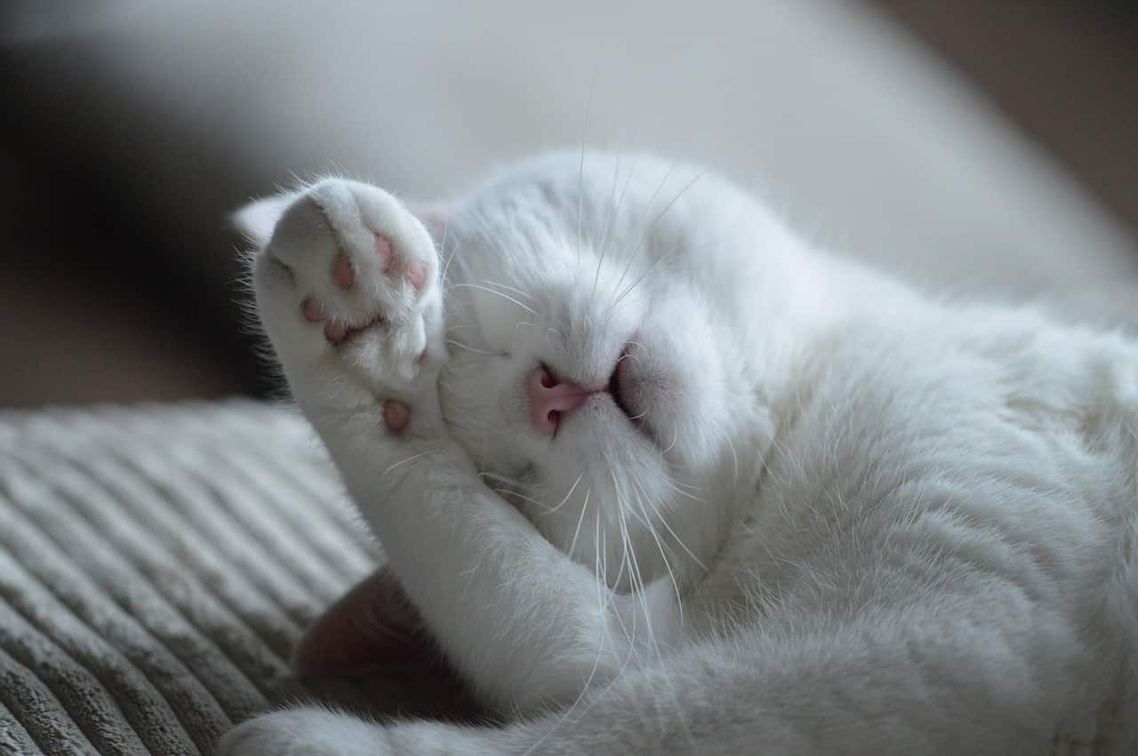 animal cat feline-800760jpg