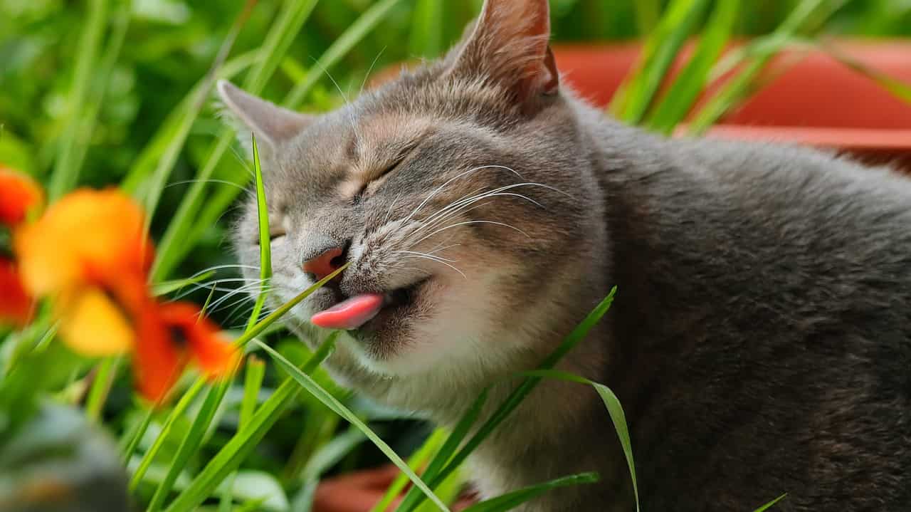 animal cat lick-7172019jpg
