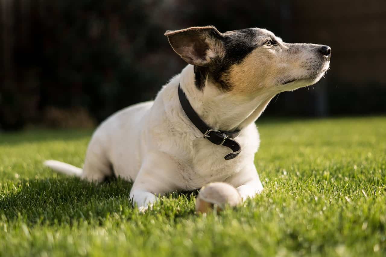 animal dog jack russel-4112950jpg