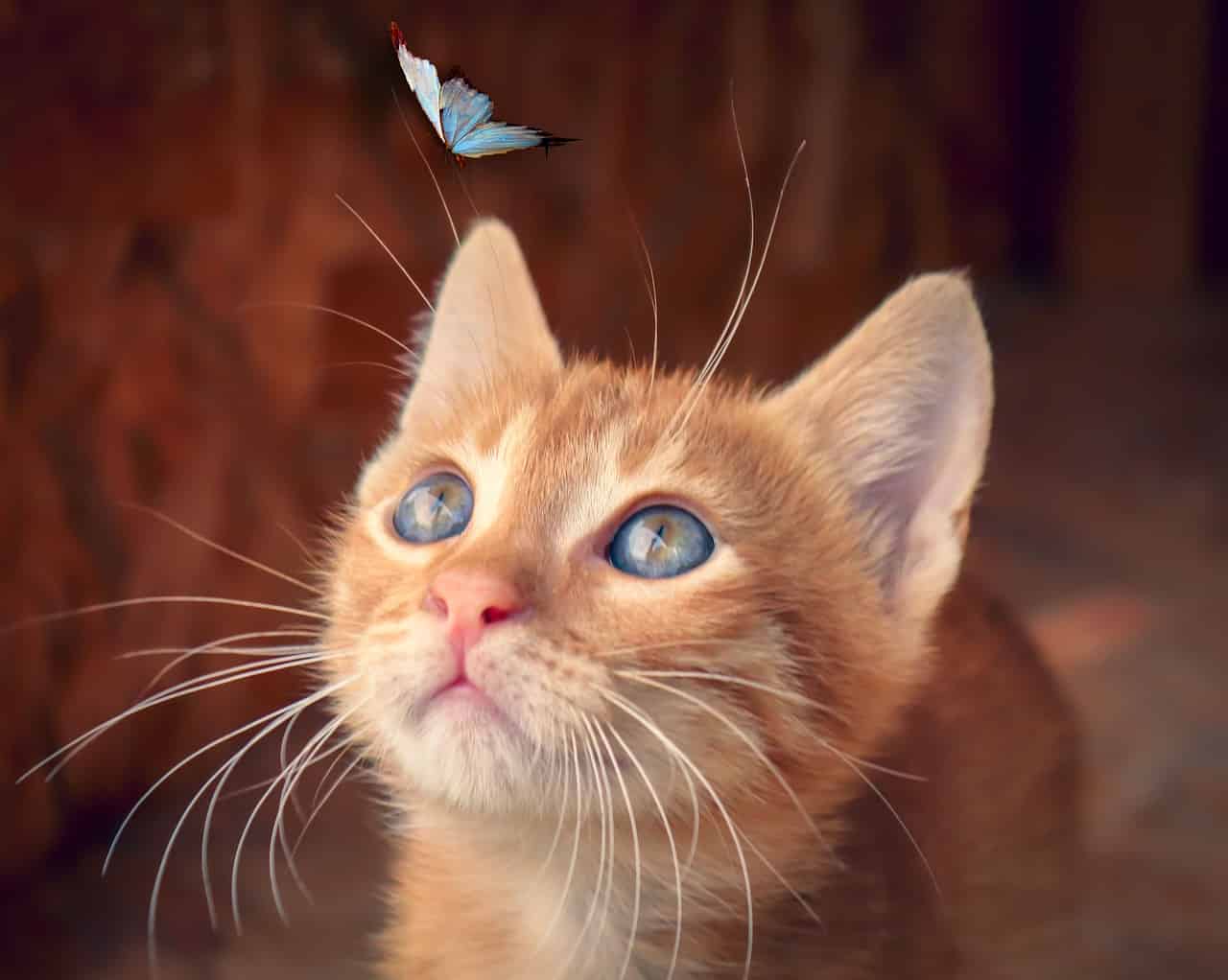 cat butterfly kitten-4277400jpg