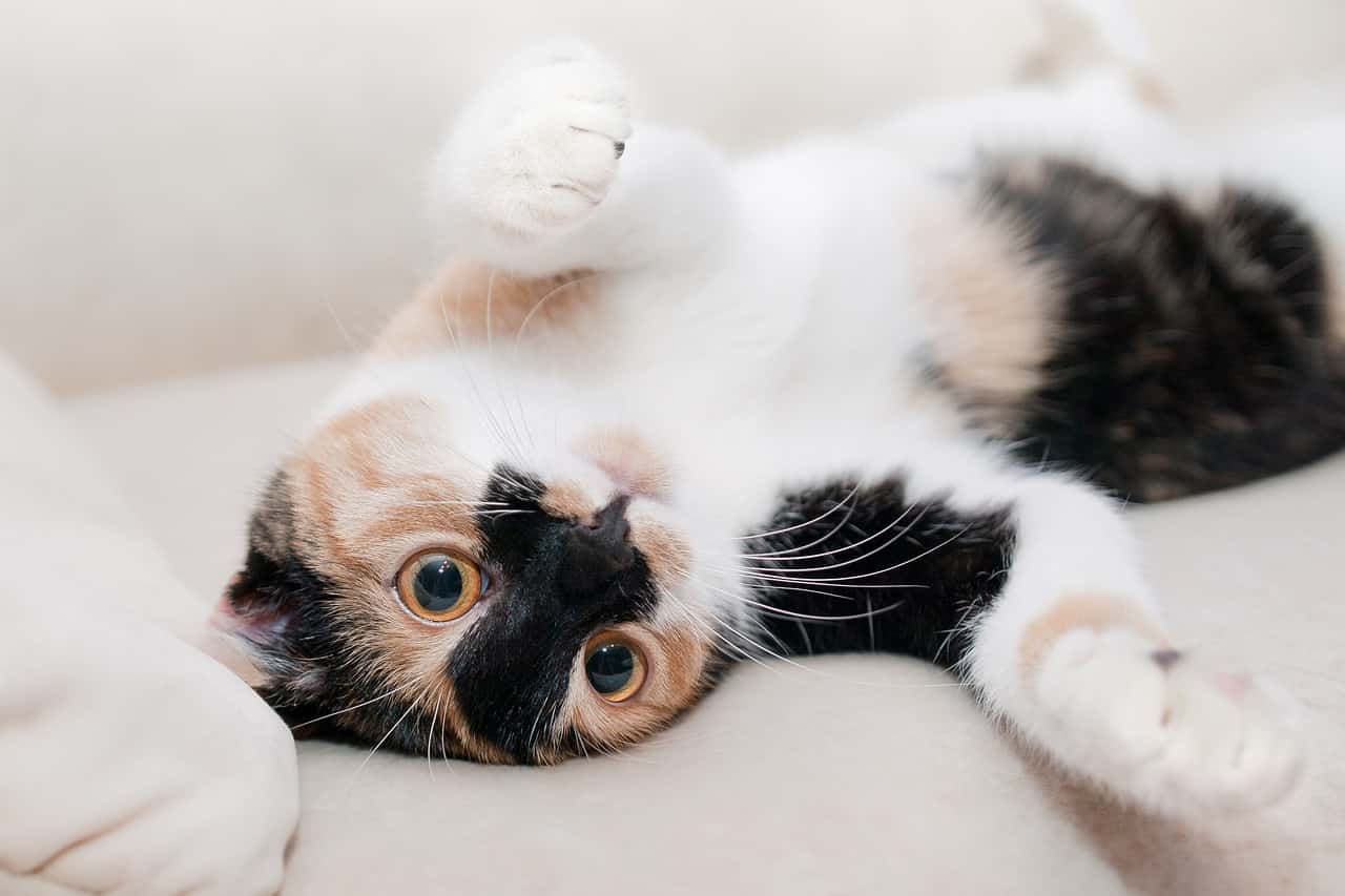 cat feline animal-649164jpg