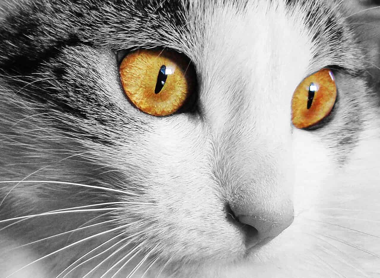 cat homemade animal-520894jpg