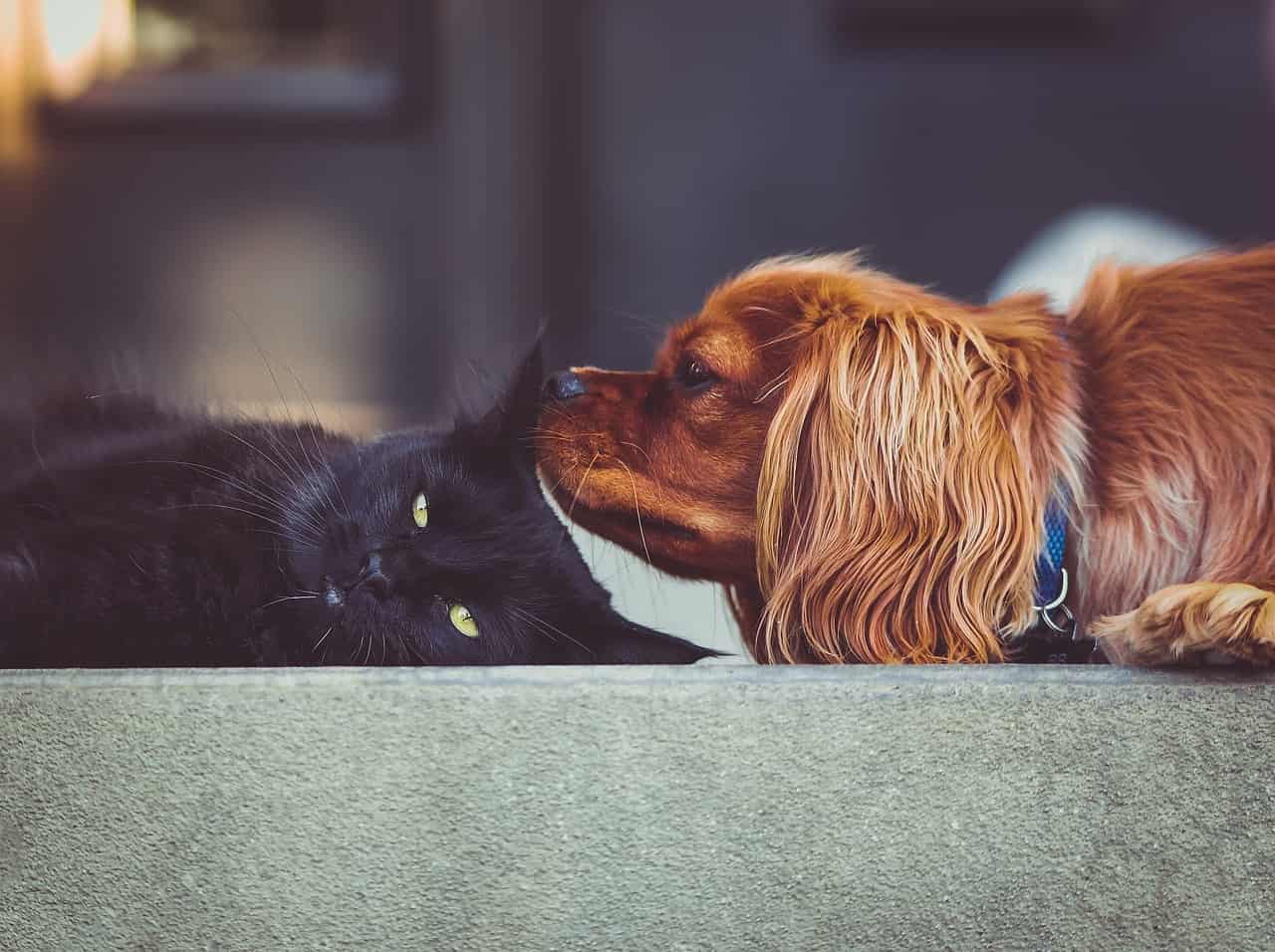 cat kitten dog-2603395jpg