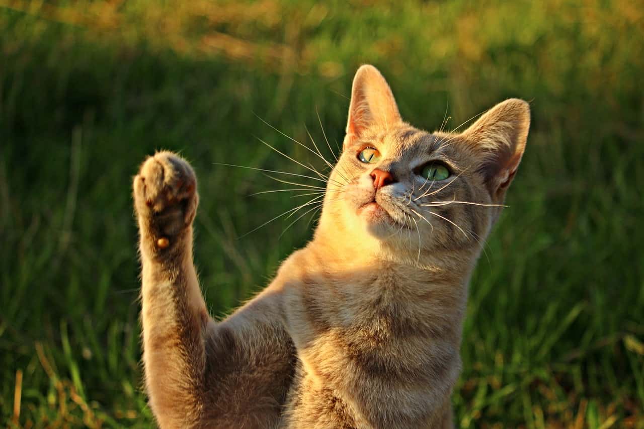 cat mackerel paw-2596496jpg