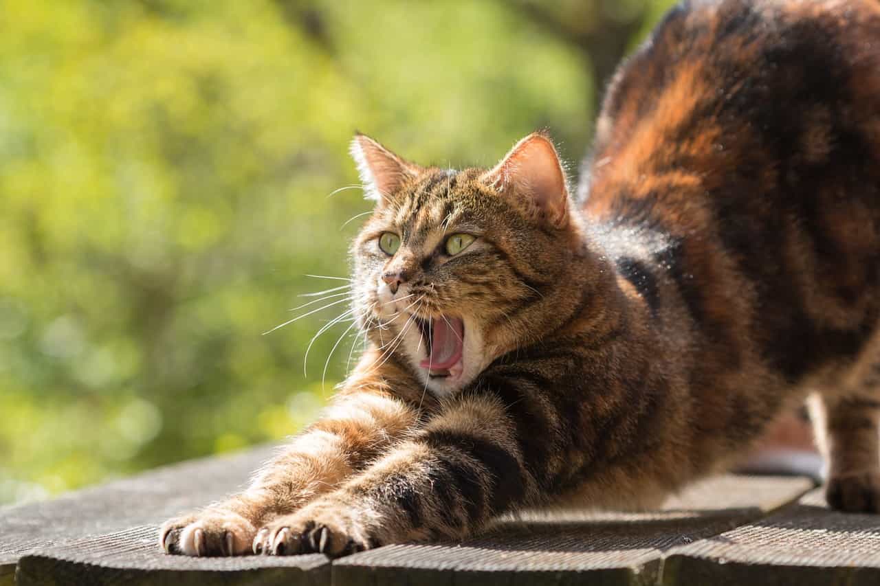 cat nature tired-814952jpg