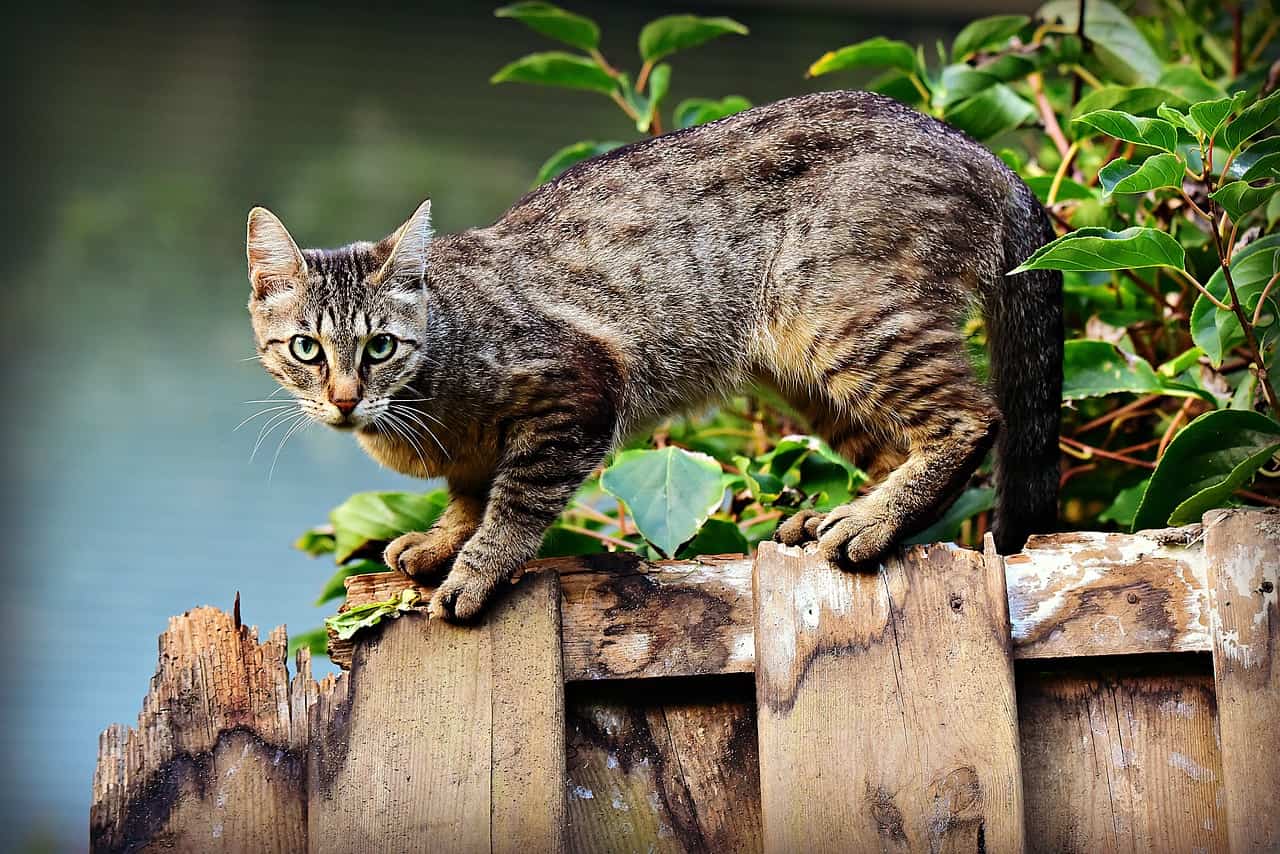 cat pet feline-3846780jpg