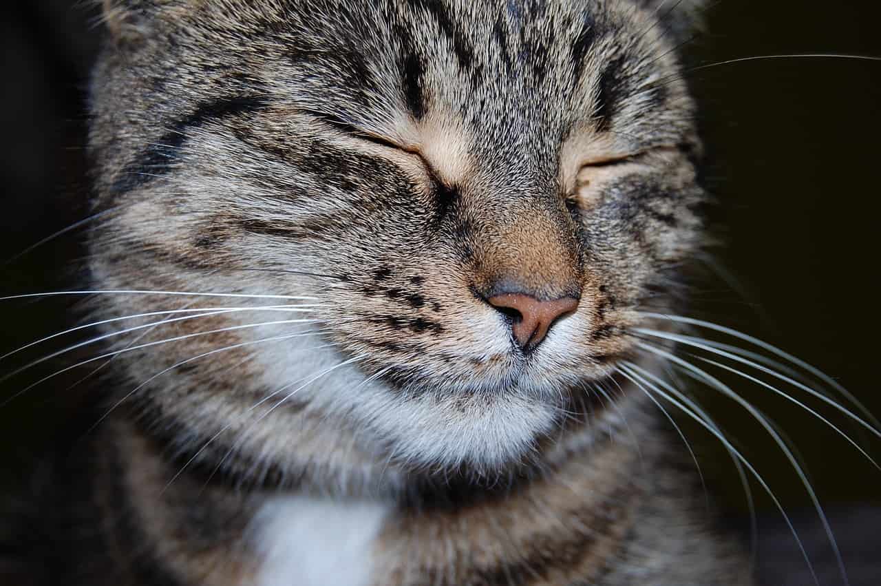 cat pet feline-6568422jpg