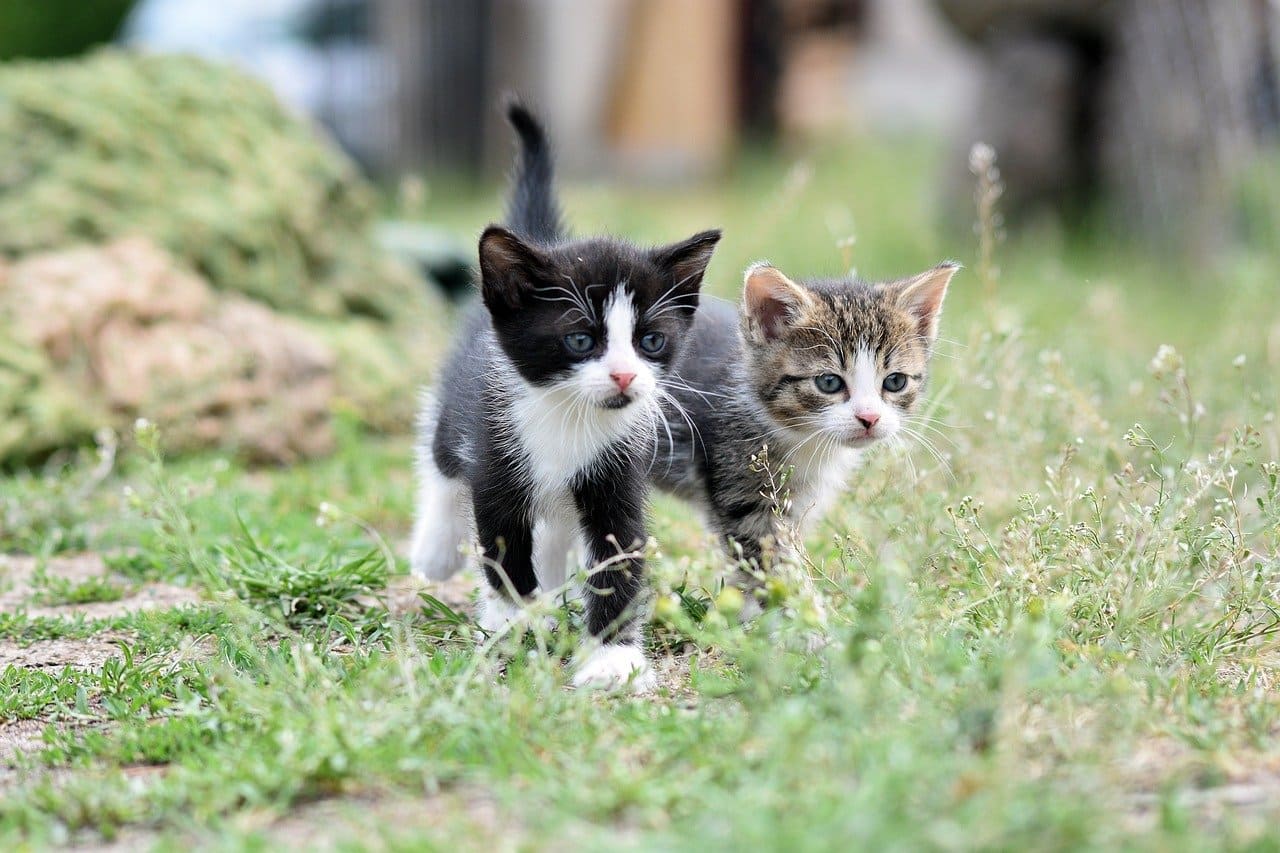 cats kittens pet-8105667jpg