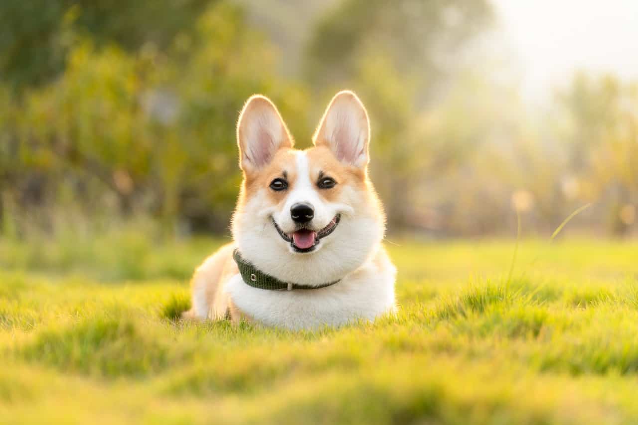 dog corgi cute-4988985jpg