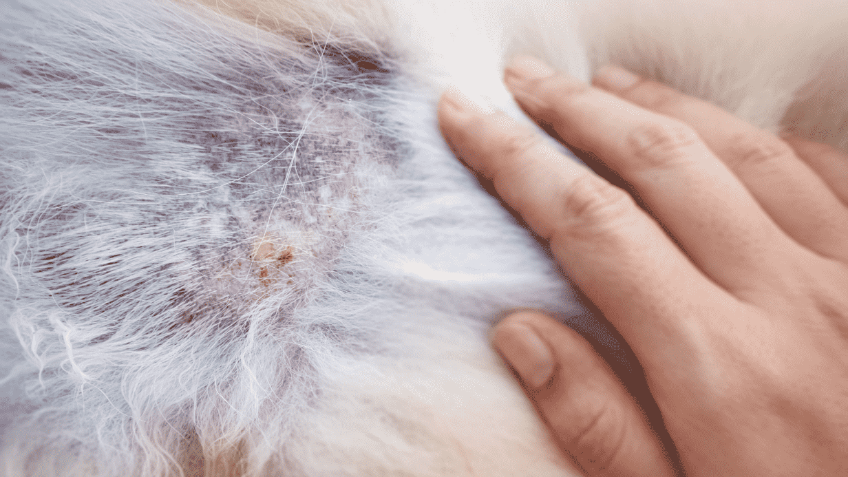 red irritated skin on a white dog