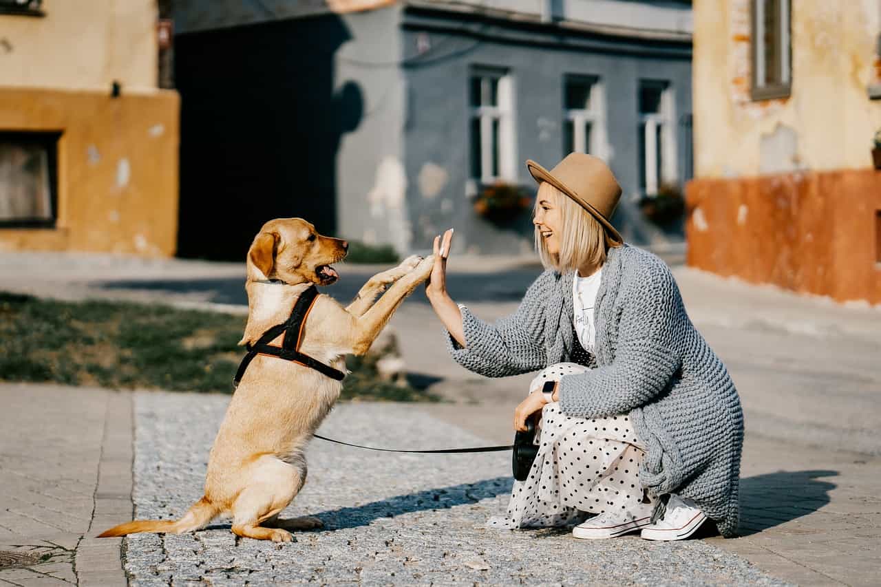 girl dog pet-5623231jpg