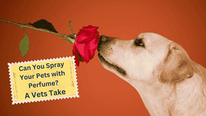 dog smelling rose