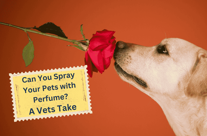 dog smelling rose
