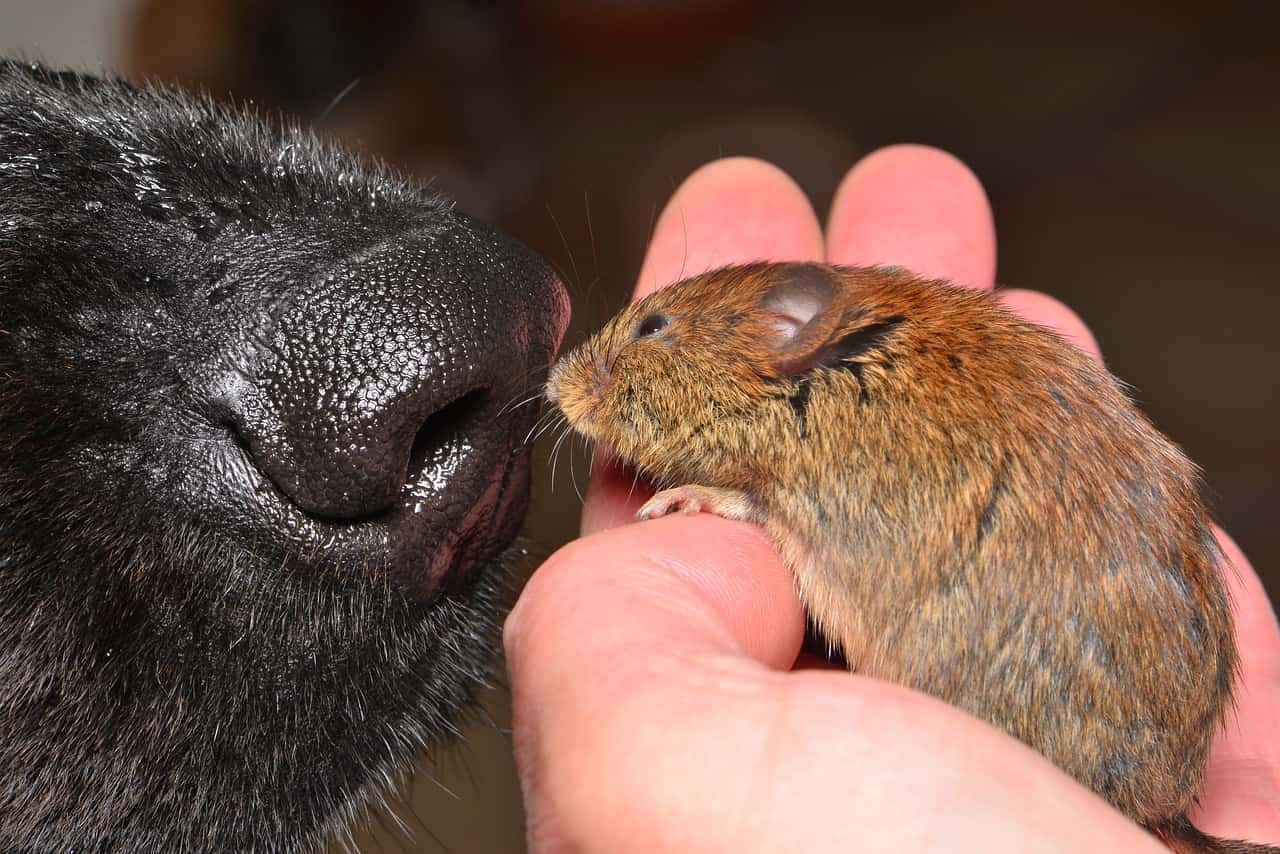 mouse dogs nose dog and mouse-7054630jpg