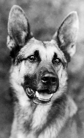 Black and white photo of german shepherd