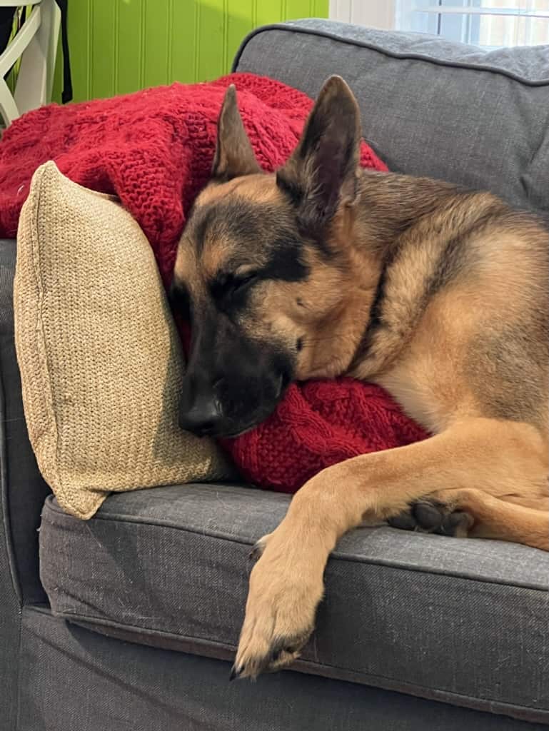 German Shepherd sleeping on sofa