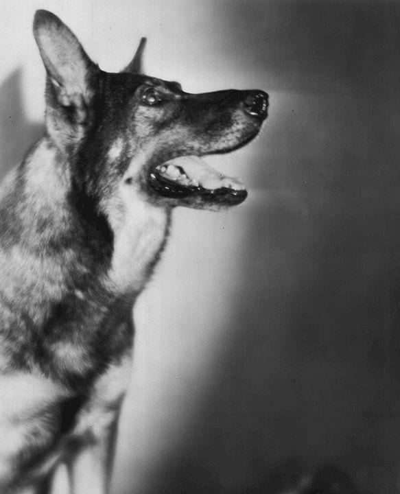 Black and white photo of german shepherd rin tin tin 