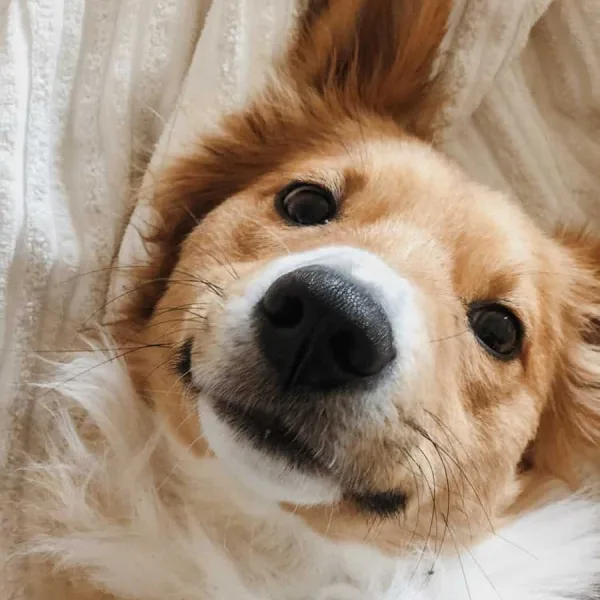 brown and white long coated dog