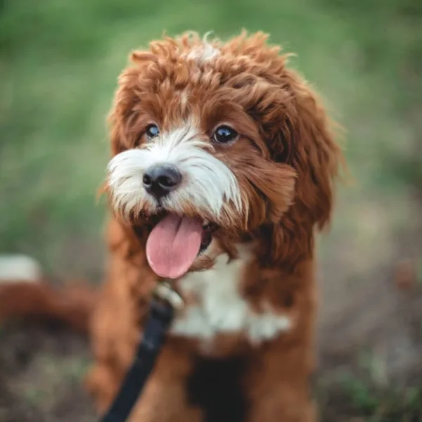 short-coated white and brown puppy