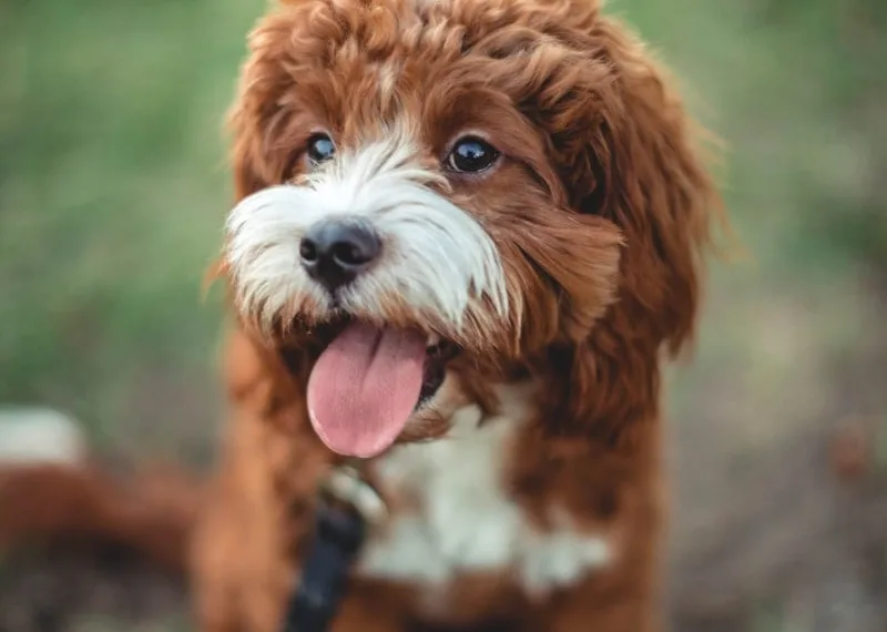 short-coated white and brown puppy