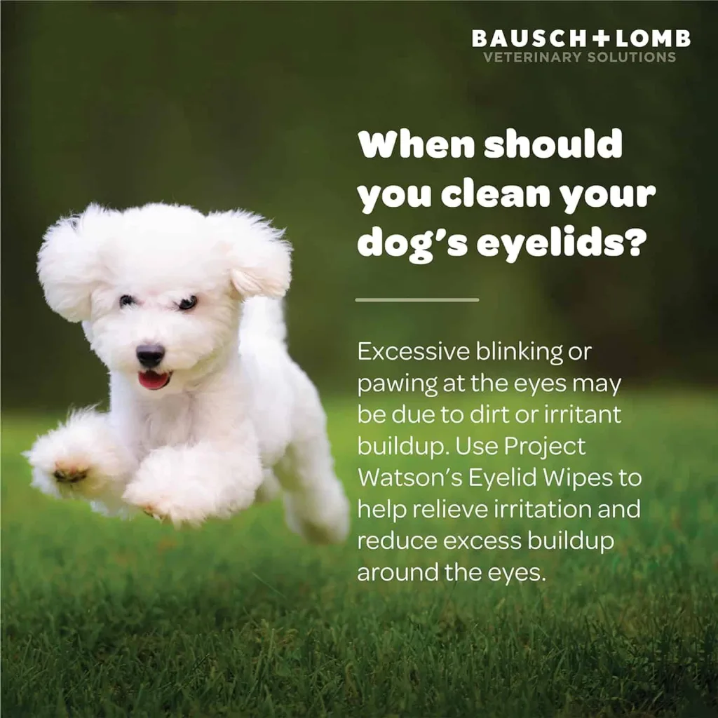 BL when clear dogs eyes white dog running grass
