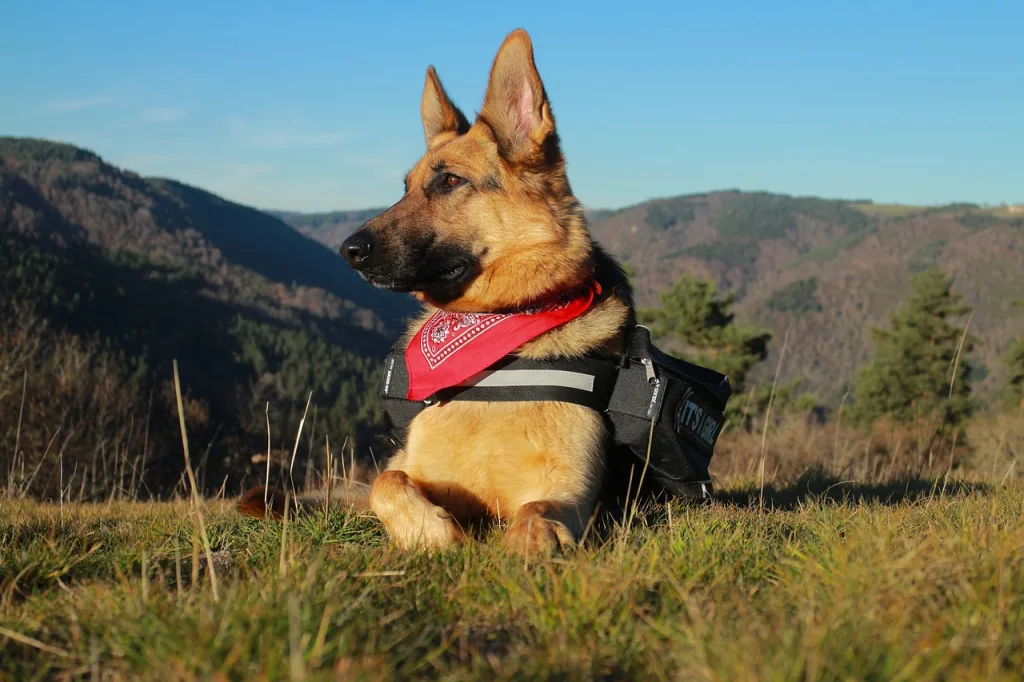 berger, german, german shepherd
