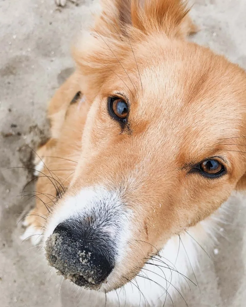 dog eyes cleaning brown and white long coat medium dog