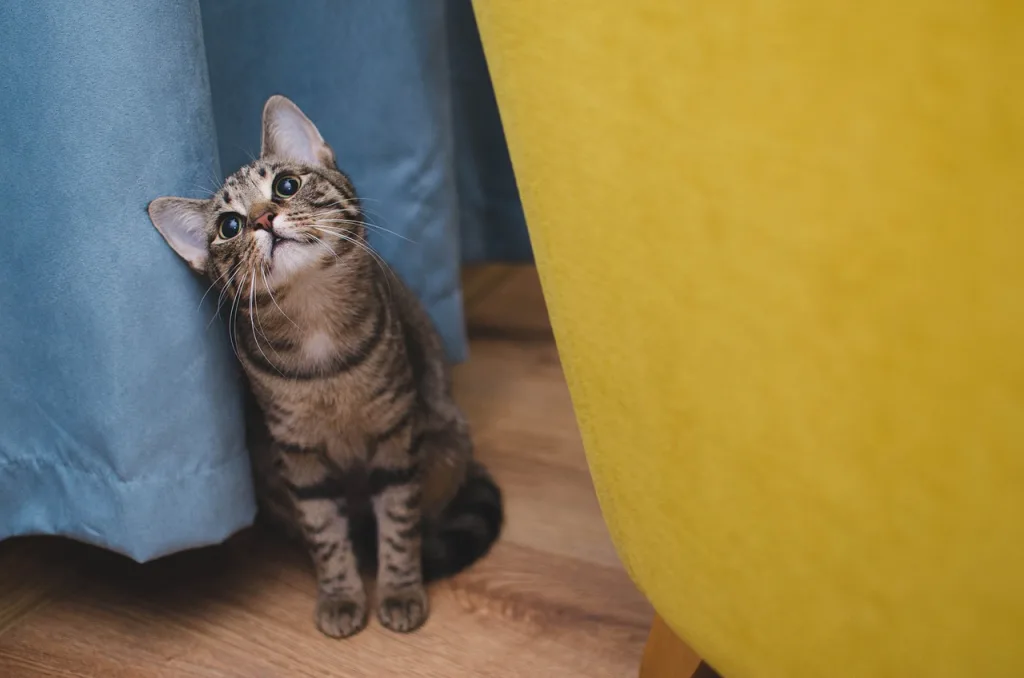 cat-bury-cat-animal-3038243 cat, bury cat, animal-3038243.jpg
