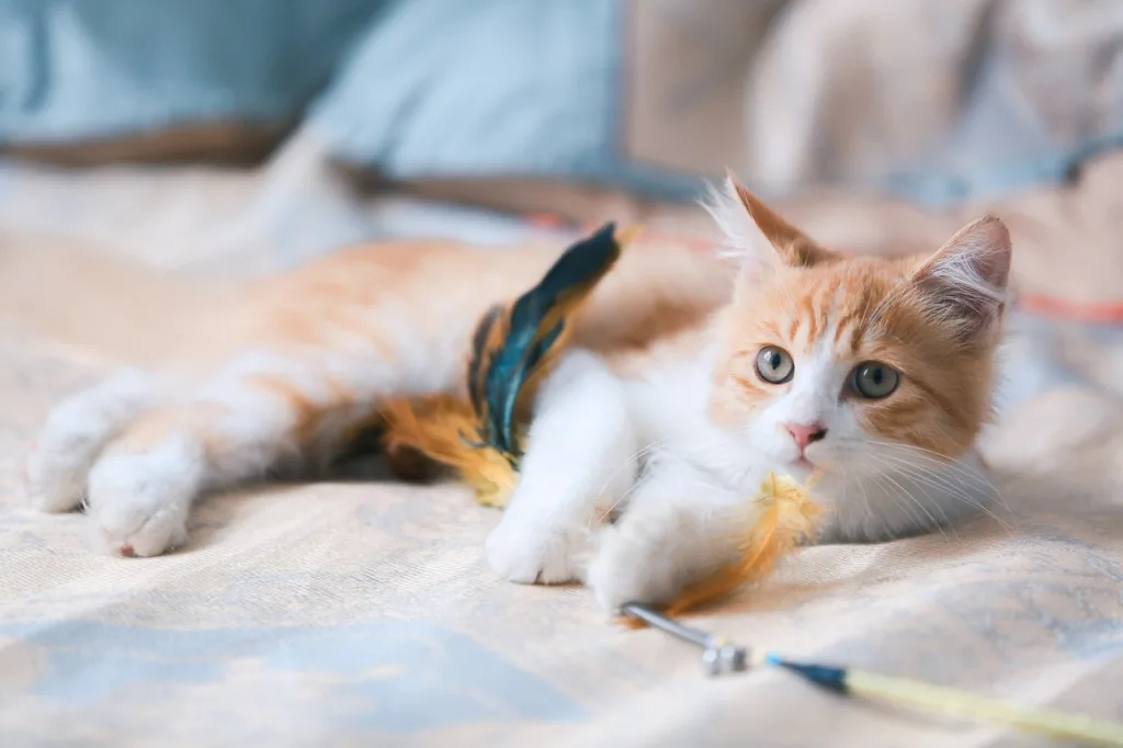 cat-kitten-orange-cat-5830643 cat, kitten, orange cat-5830643.jpg
