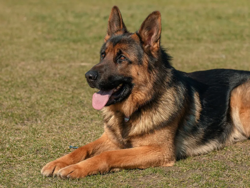 dog, animal, pets-2144031.jpg
