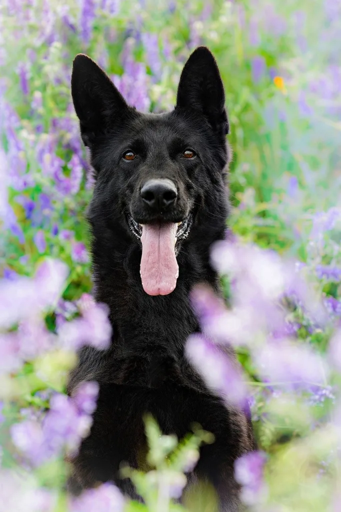 dog, german shepherd, canine