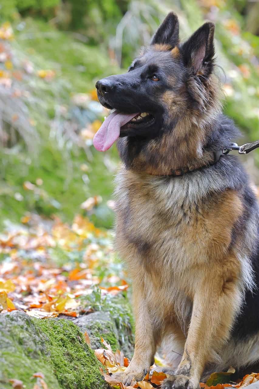 dog german shepherd gsd-7514421jpg
