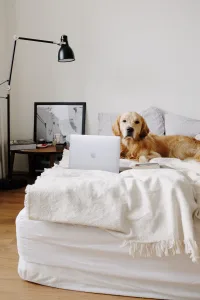 dog, golden retriever, laptop-5866869.jpg