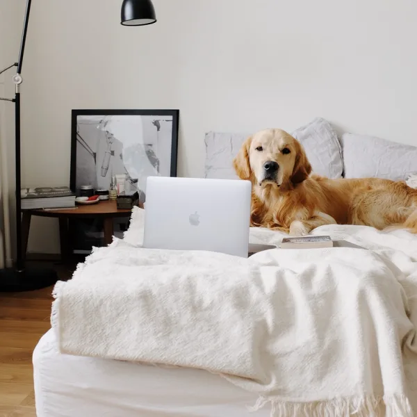 dog, golden retriever, laptop-5866869.jpg