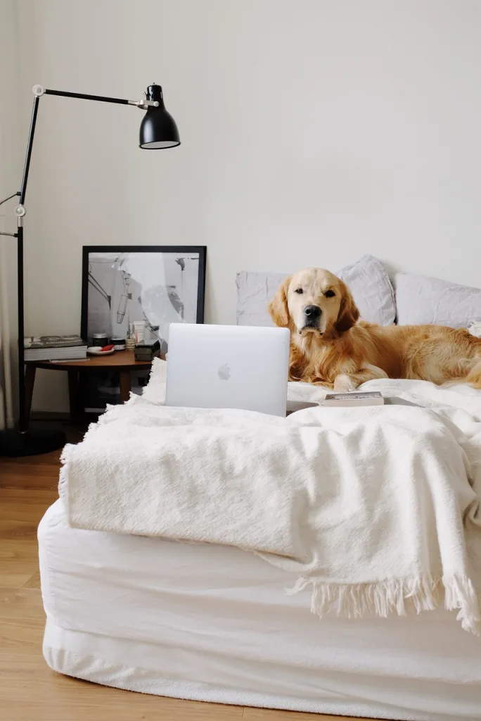 dog, golden retriever, laptop-5866869.jpg