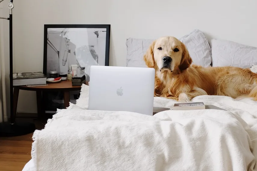 dog, golden retriever, laptop-5866869.jpg