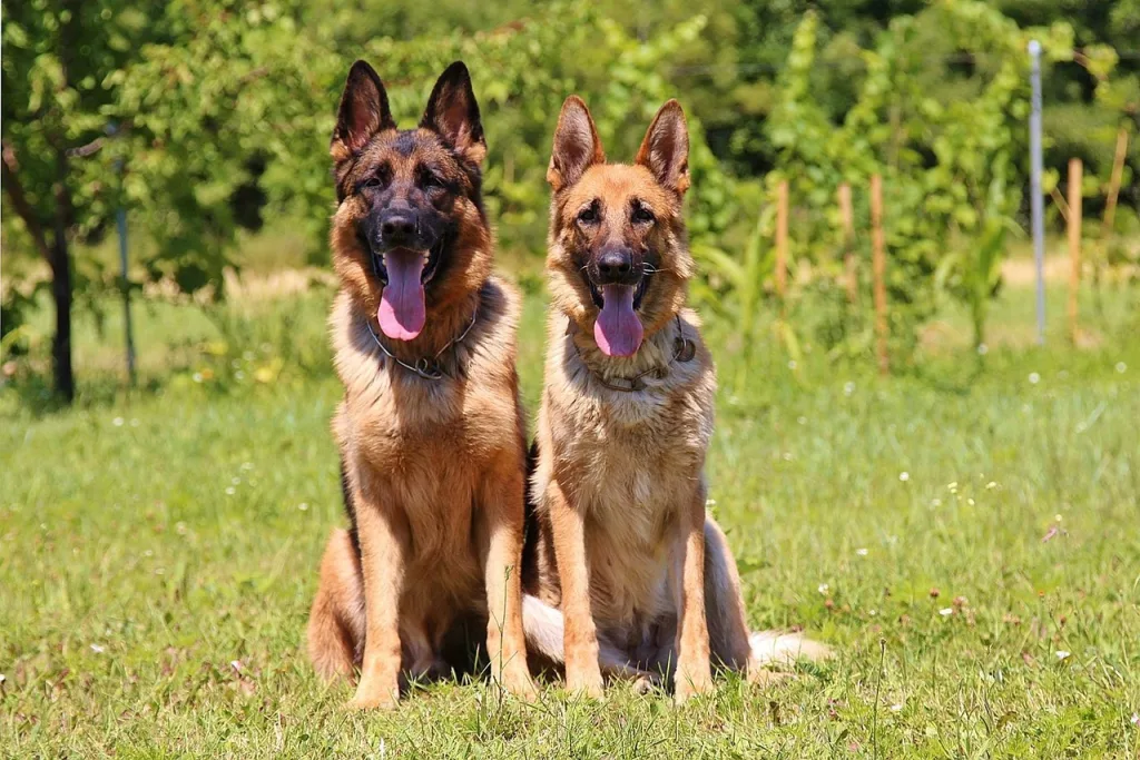 male and female german shepherd