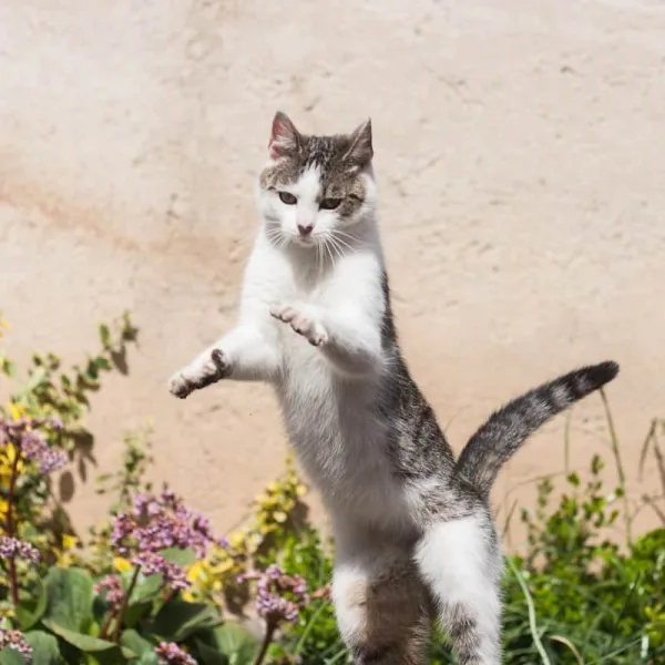 white and black cat on green grass field