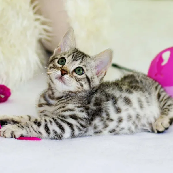 gray kitten sitting on floor