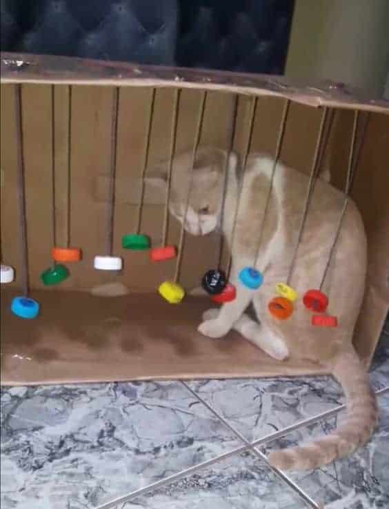 homeade cat toy hanging Cat in a box playing with toys hanging off box