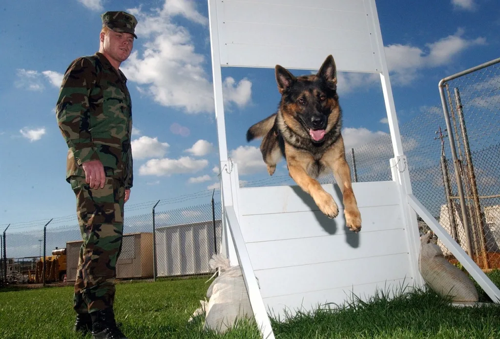 man, dog, german shepherd-80121.jpg