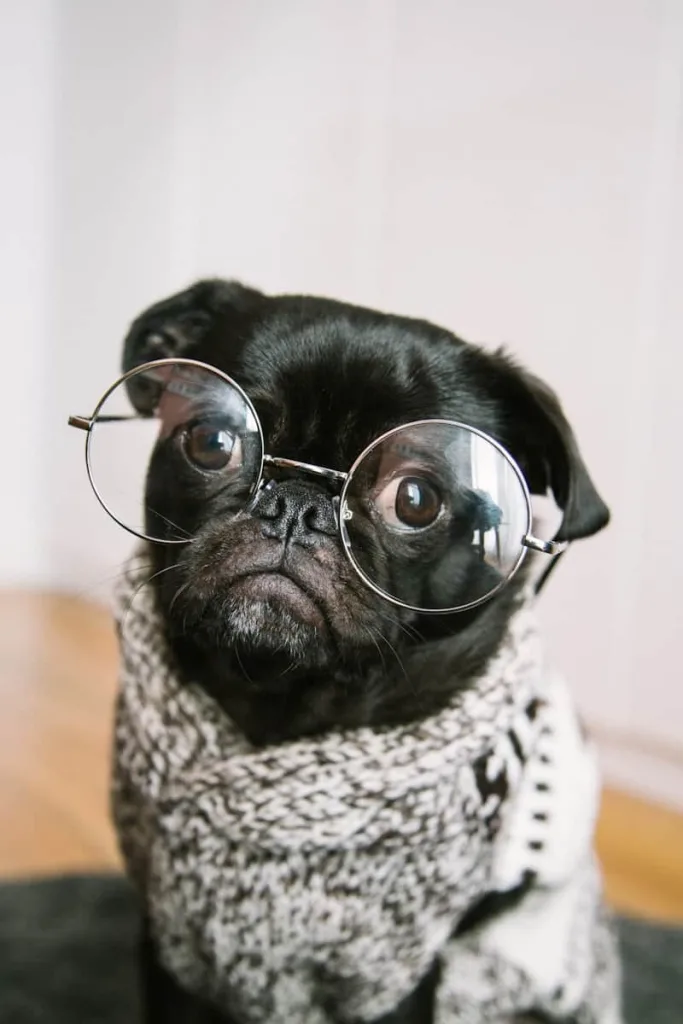 Pug wearing glasses adult black pug
