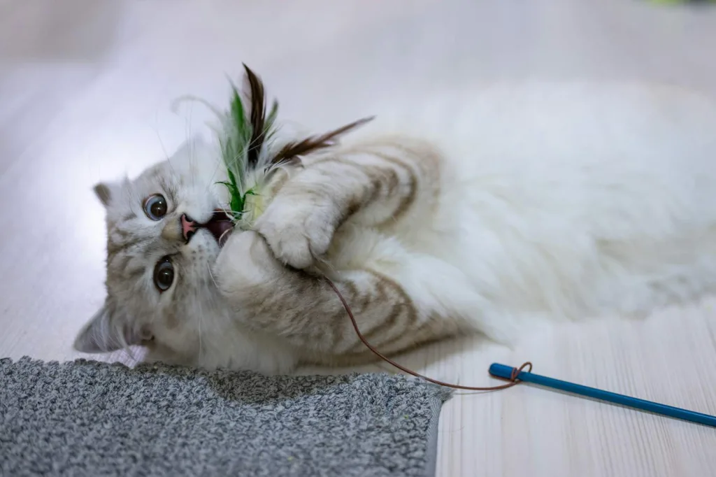 white cat feather toy a cat playing with a toy on the floor