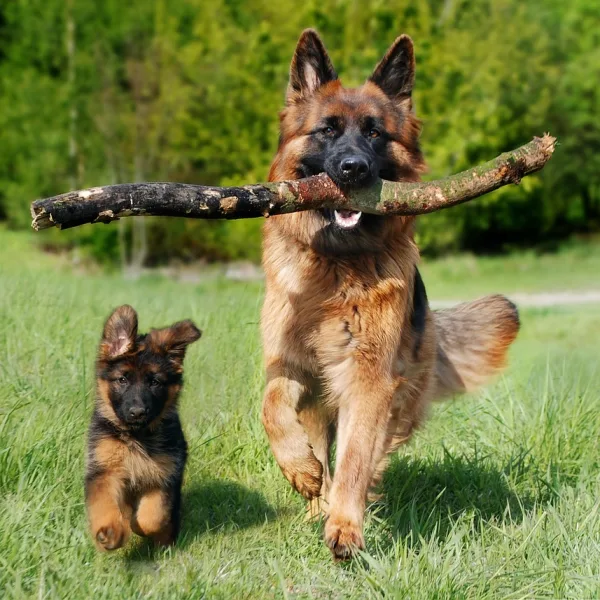 shepherd dog, dog, domestic animal-4357790.jpg