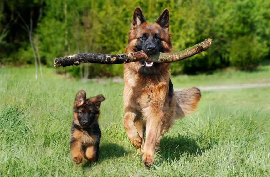 shepherd dog, dog, domestic animal-4357790.jpg