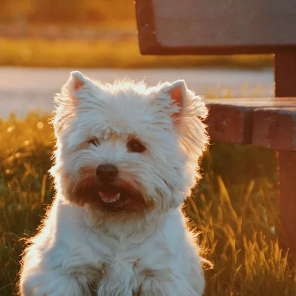 dog sitting on grass field beside bench at golden hour