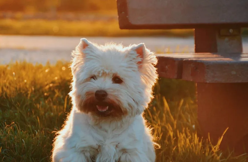 dog sitting on grass field beside bench at golden hour