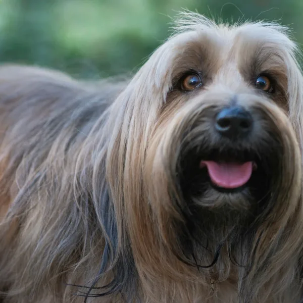 brown and black long coated small dog