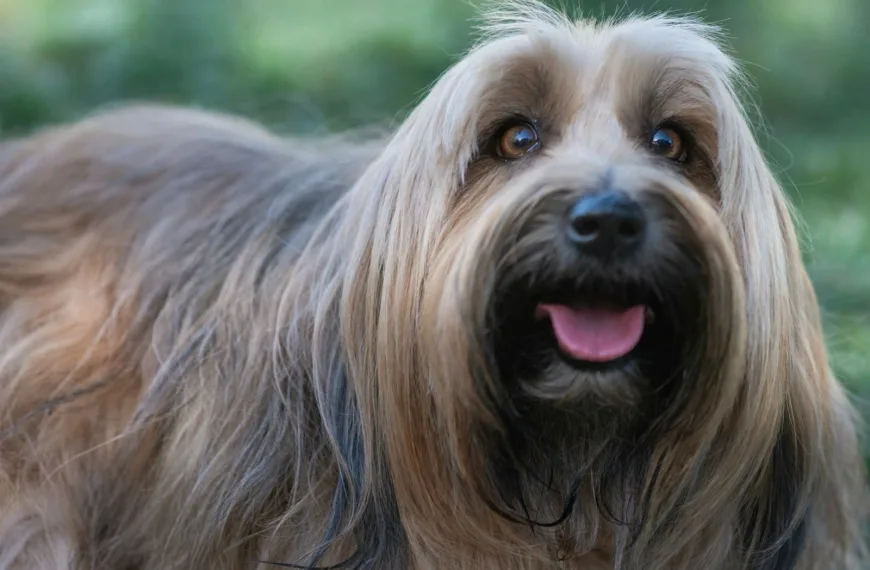 brown and black long coated small dog